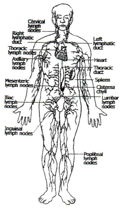 Lymphatic System - Van Engen Chiropractic & Health Center