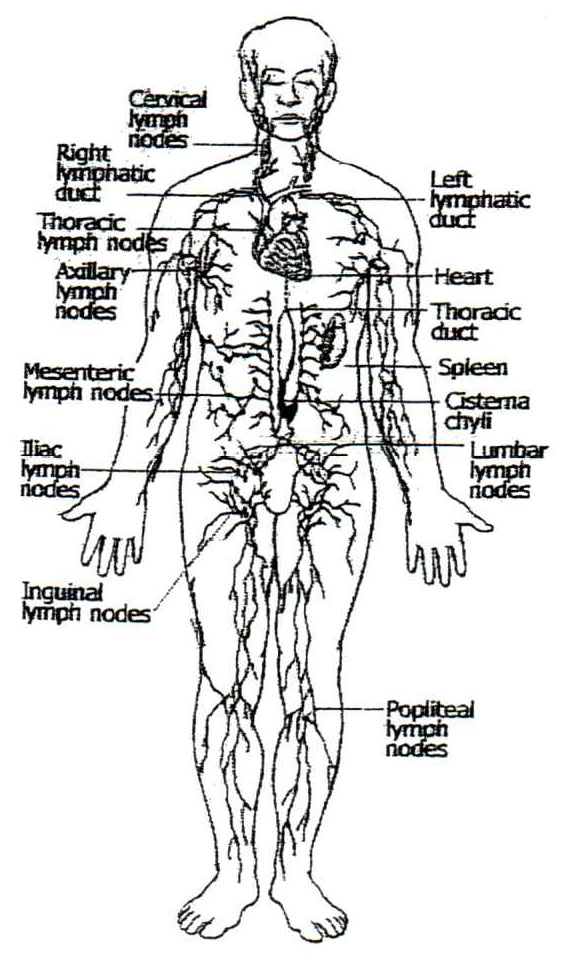 Lymphatic system Definition anatomy function and diseases